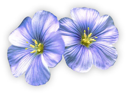 blue flowers