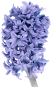 Hyacinth blue
