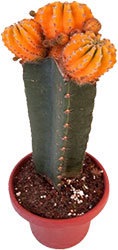 potted cactus