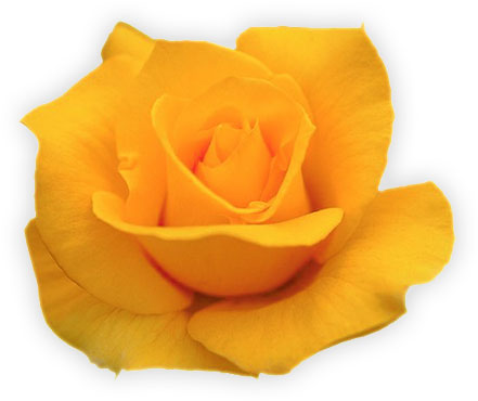 Yellow Rose