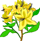 yellow Azaleas