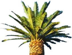 palm tree