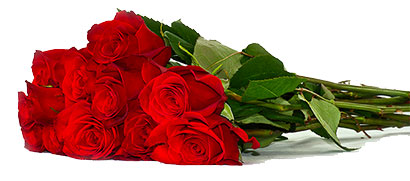 red roses