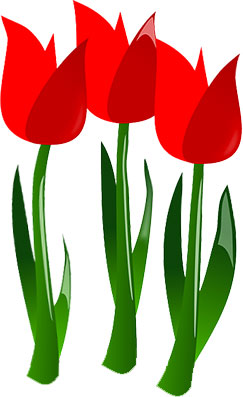 red tulips