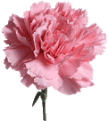 pink carnation