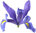 violet flower