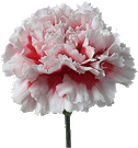 white carnation