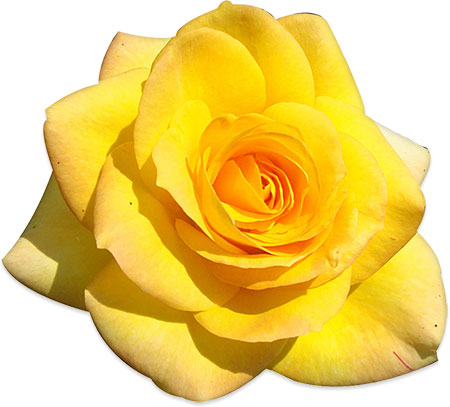 yellow rose