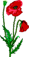 Red Poppy