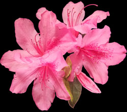 Azalea on black