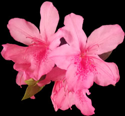 Pink Azaleas