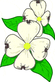 white flower