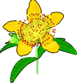 yellow flower