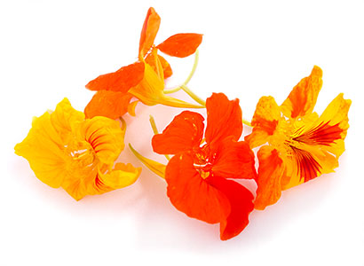 orange and yellow flowers