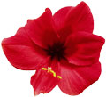 red flower