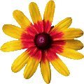 yellow and red flower