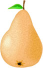 bosc pear jpeg clipart image