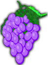 purple grapes and leaves