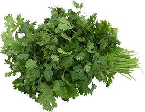 cilantro