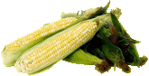 corn on the cob