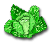 cabbage jpeg file