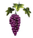 purple grapes