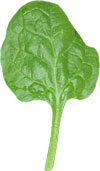 spinach leaf