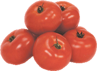 tomatoes