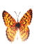 butterfly icon animated