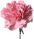 pink carnation