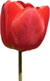 red tulip