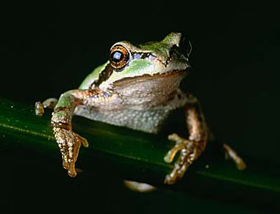 tree frog