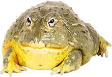 fat bull frog