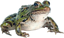 green frog