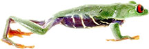red eye tree frog image