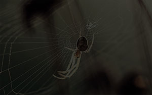 spider