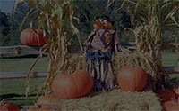 halloween scene with pumpkins