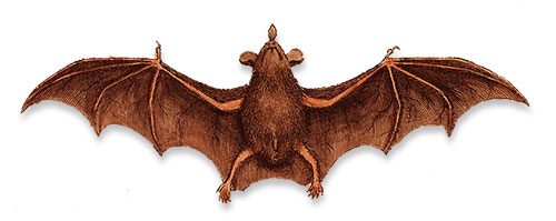 bat flying