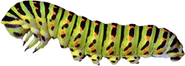 caterpillar