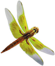 dragonfly