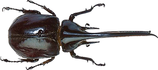 rhino beetle