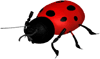 lady bug