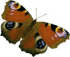 butterfly clipart