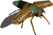 cockchafer clipart