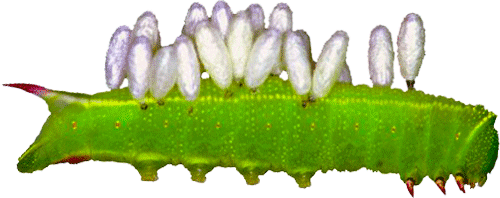 caterpillar