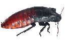 cockroach