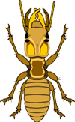 termite image