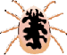 tick gif