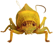 katydid image