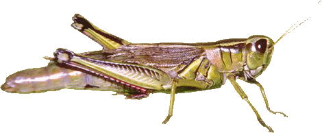 grasshopper